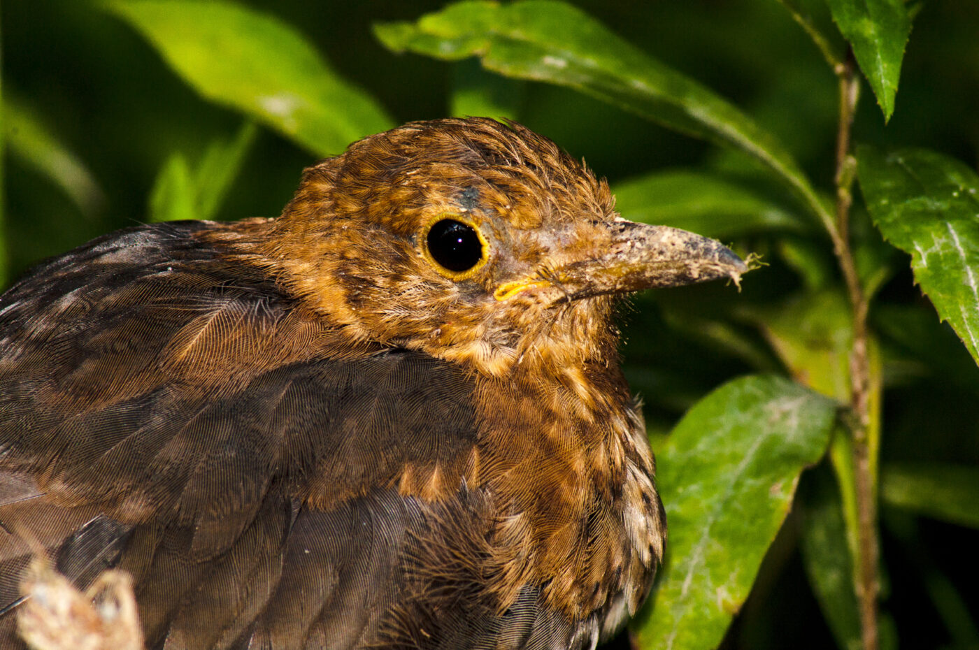 2017-08-14 - NSG Halde Pluto-Wilhelm HER-Wanne