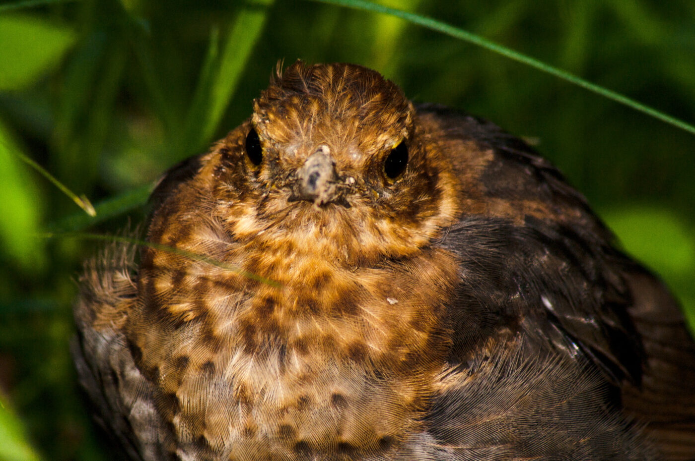 2017-08-14 - NSG Halde Pluto-Wilhelm HER-Wanne