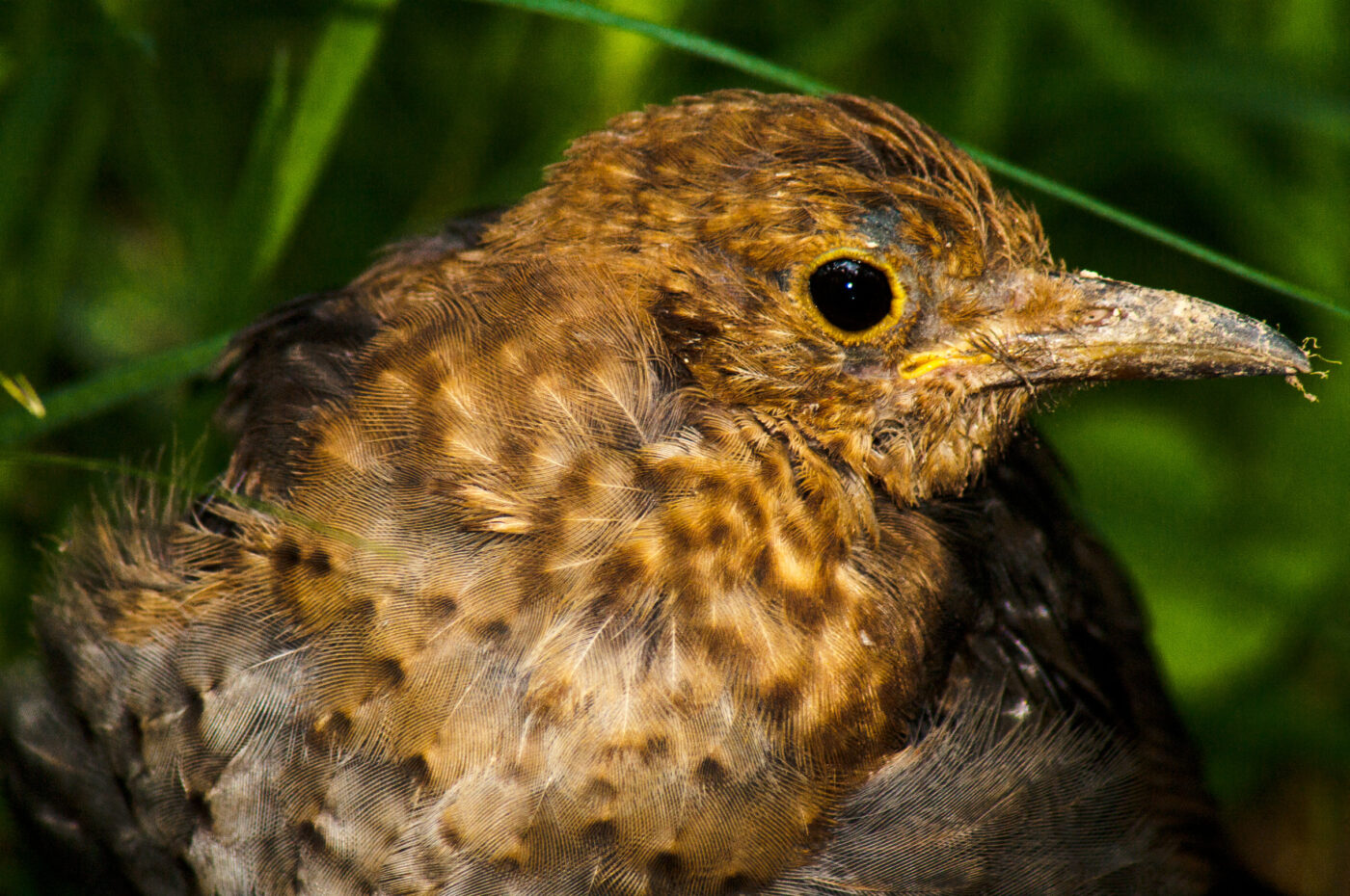 2017-08-14 - NSG Halde Pluto-Wilhelm HER-Wanne