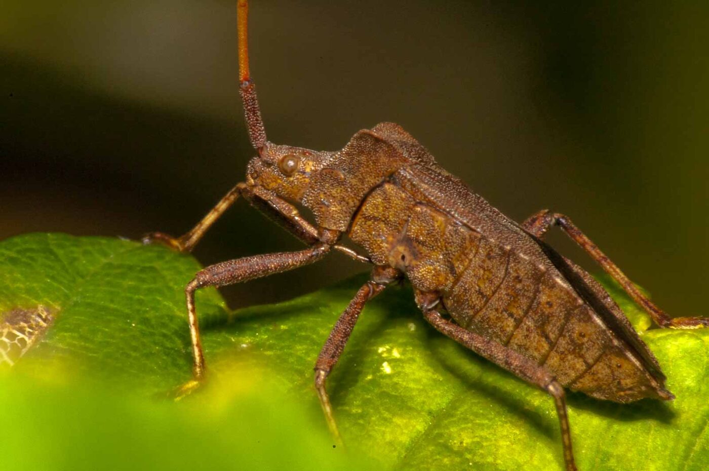 2017-08-14 - NSG Halde Pluto-Wilhelm HER-Wanne