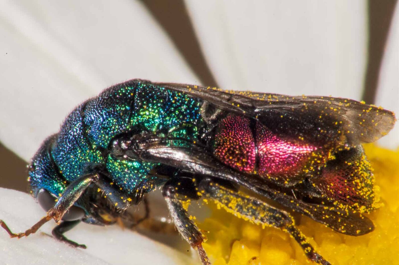 2017-08-14 - NSG Halde Pluto-Wilhelm HER-Wanne