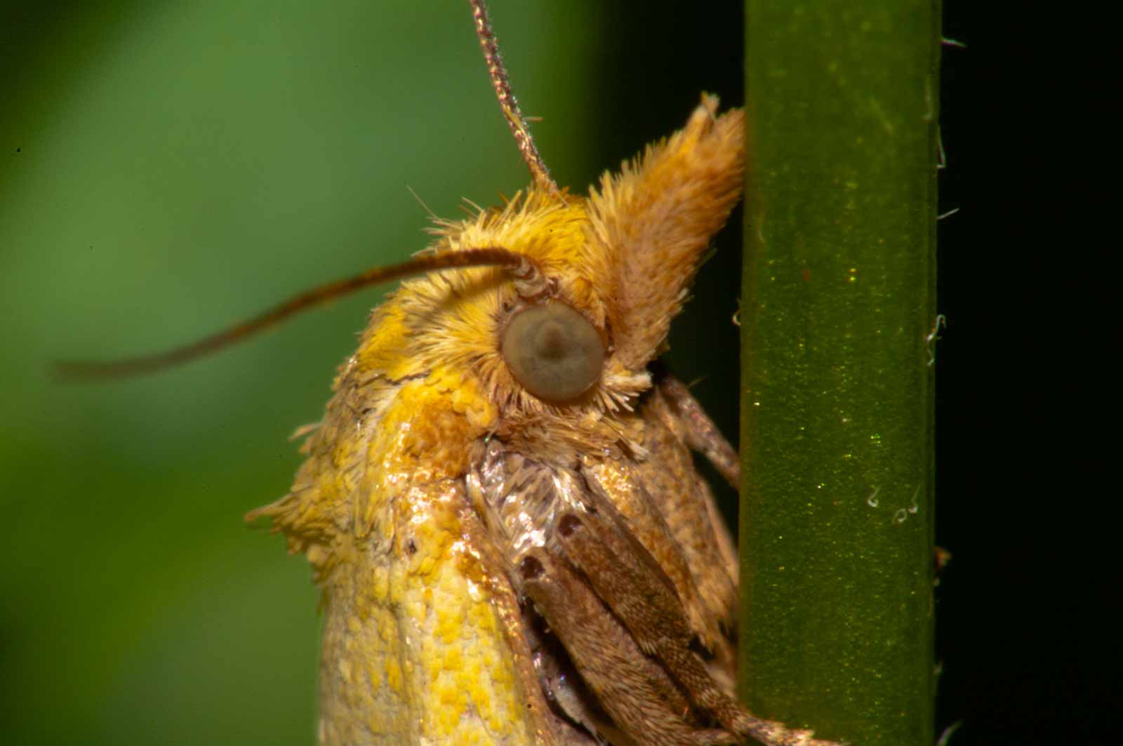 °agapeta hamana°