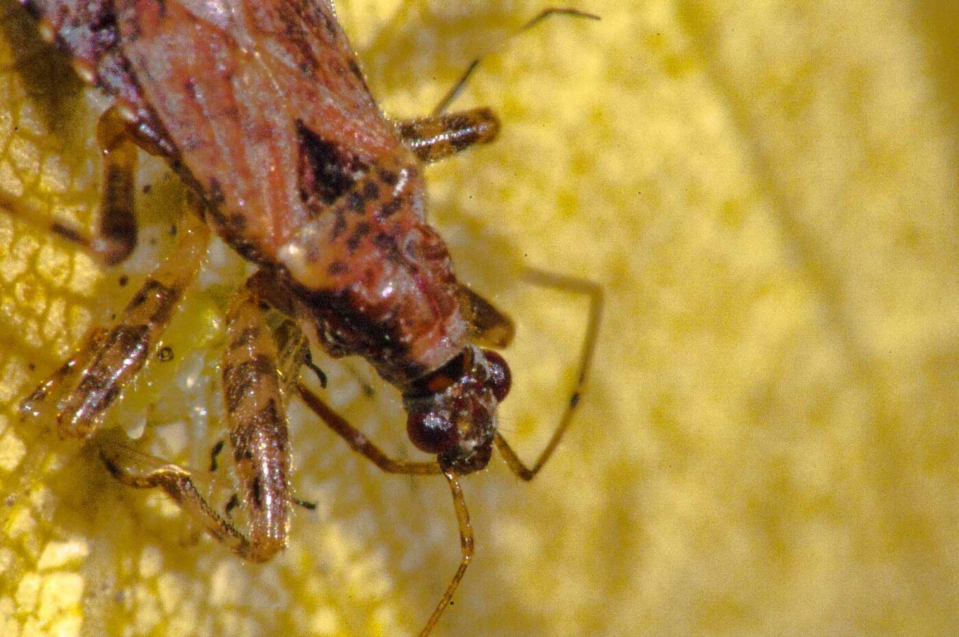 2017-08-14 - NSG Halde Pluto-Wilhelm HER-Wanne