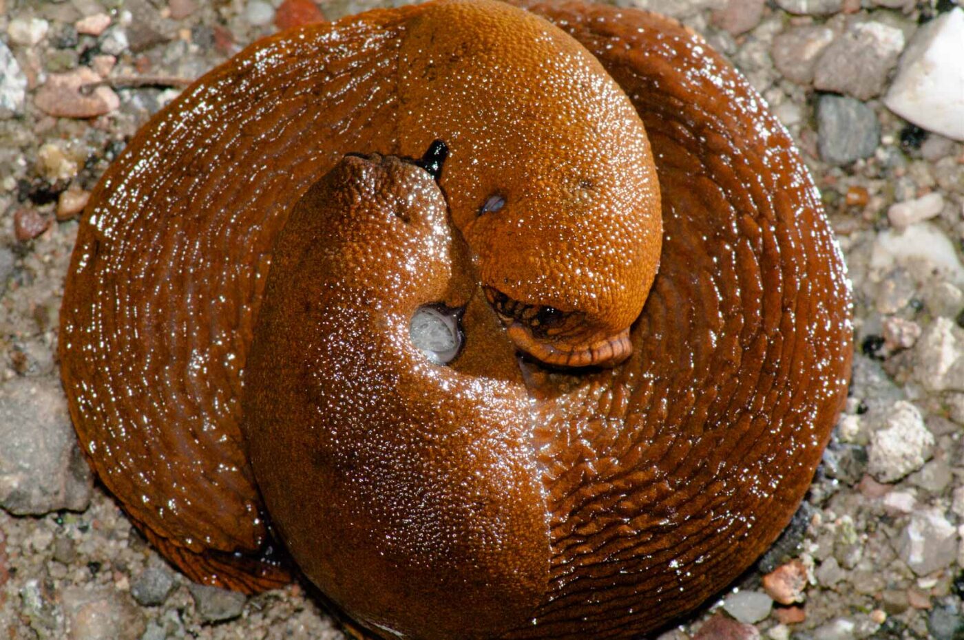 2017-08-14 - NSG Halde Pluto-Wilhelm HER-Wanne