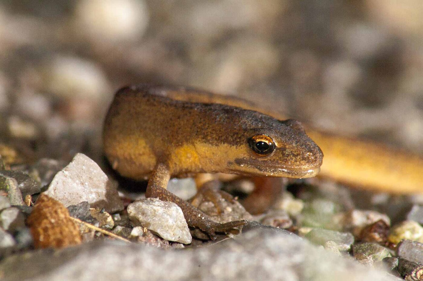 2017-08-14 - NSG Halde Pluto-Wilhelm HER-Wanne