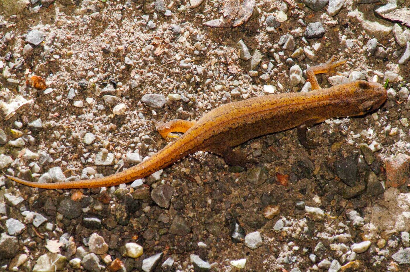 2017-08-14 - NSG Halde Pluto-Wilhelm HER-Wanne