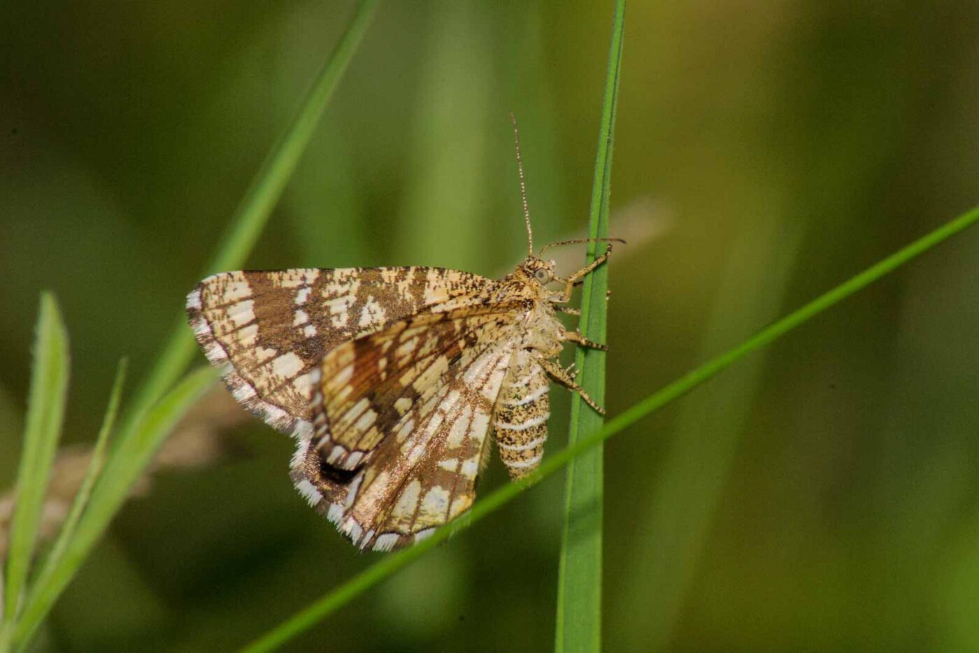 2017-08-21 - NSG Resser Wald und Emscherbruch