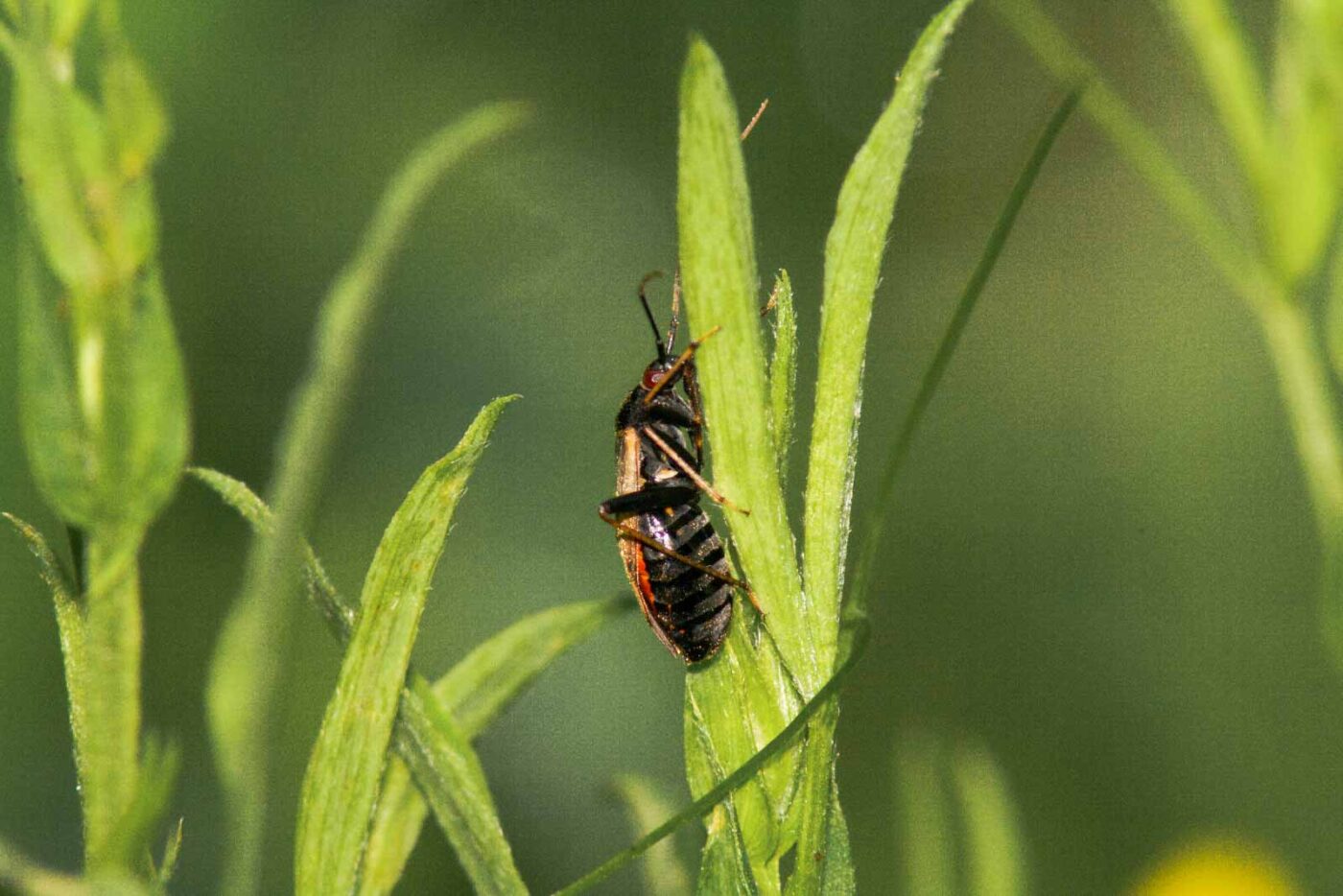 2017-08-21 - NSG Resser Wald und Emscherbruch