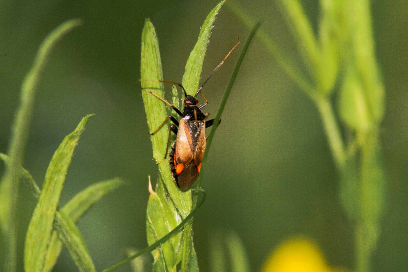 2017-08-21 - NSG Resser Wald und Emscherbruch