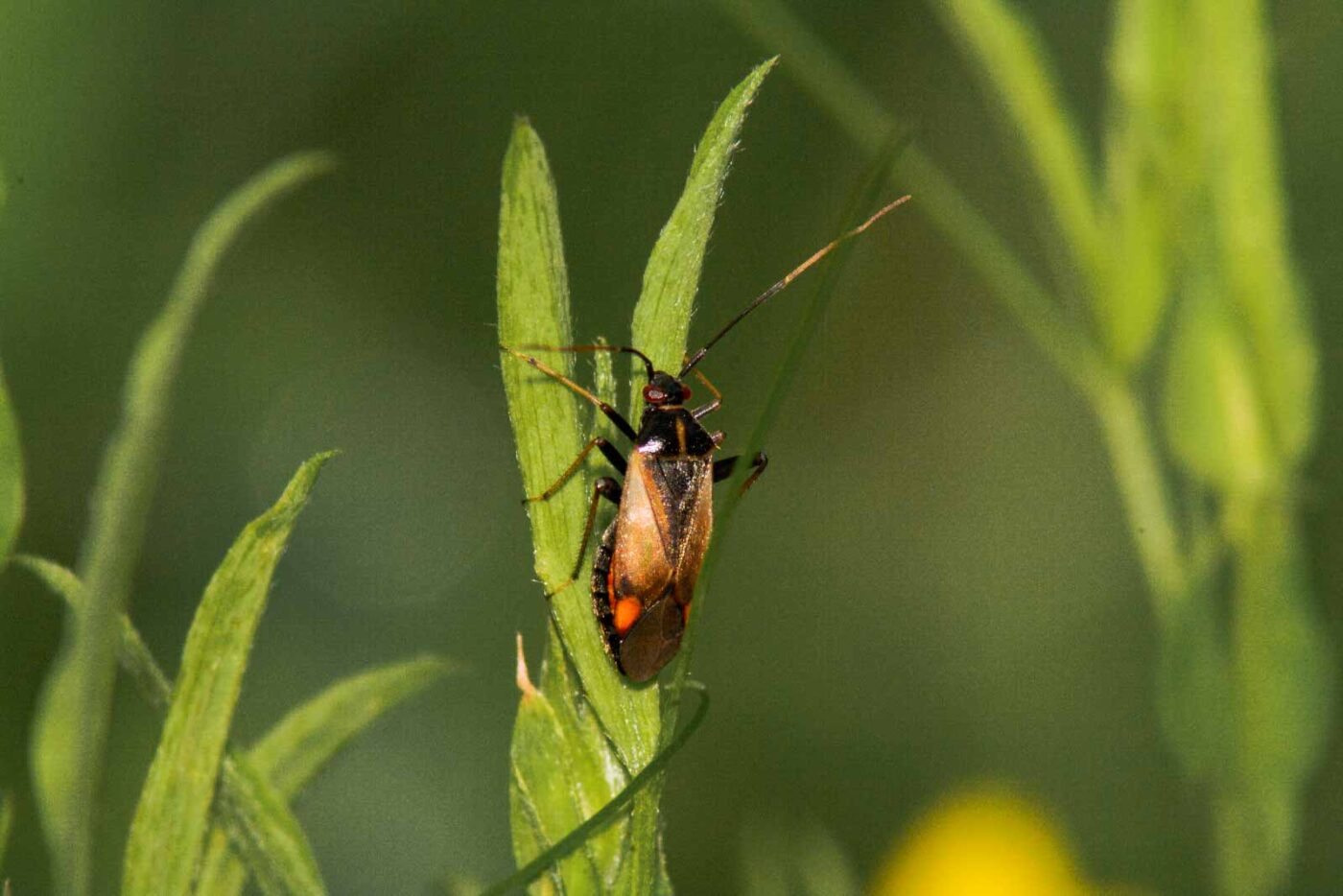 2017-08-21 - NSG Resser Wald und Emscherbruch