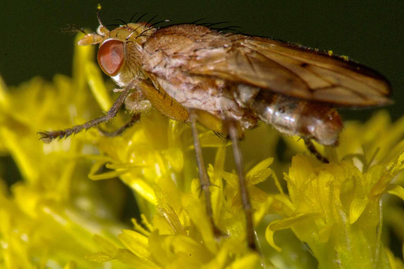 2017-08-21 - NSG Resser Wald und Emscherbruch