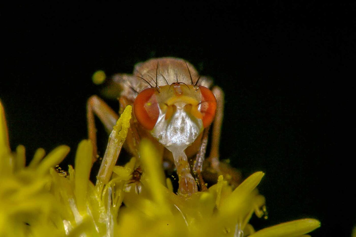 2017-08-21 - NSG Resser Wald und Emscherbruch