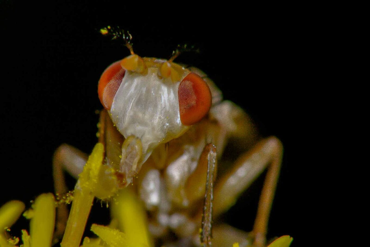 2017-08-21 - NSG Resser Wald und Emscherbruch