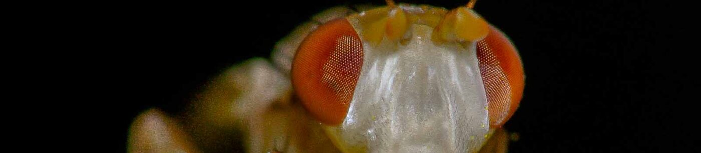 2017-08-21 - NSG Resser Wald und Emscherbruch