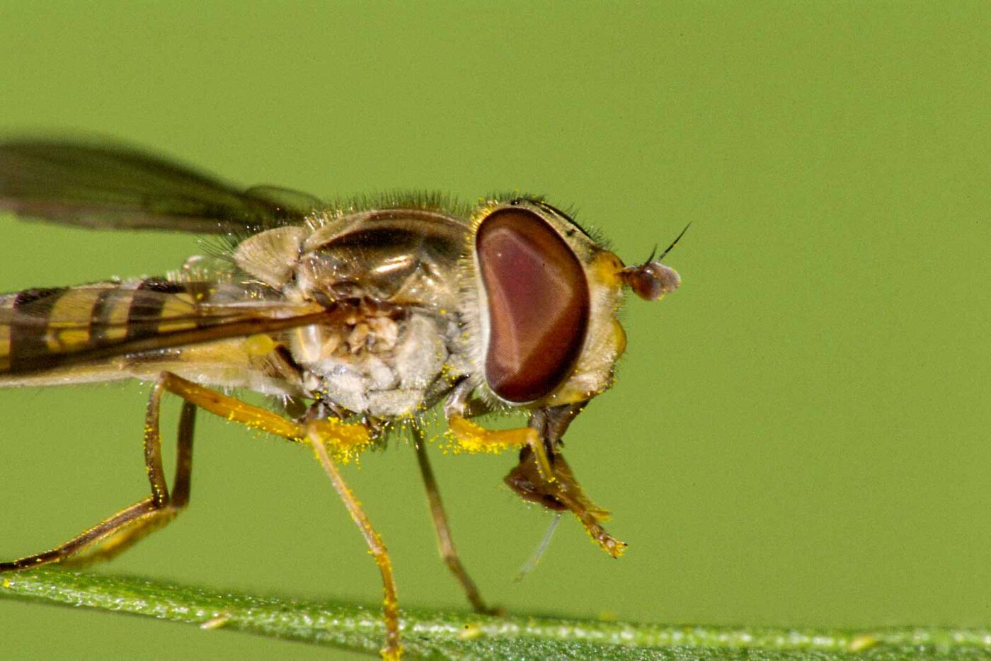 2017-08-21 - NSG Resser Wald und Emscherbruch