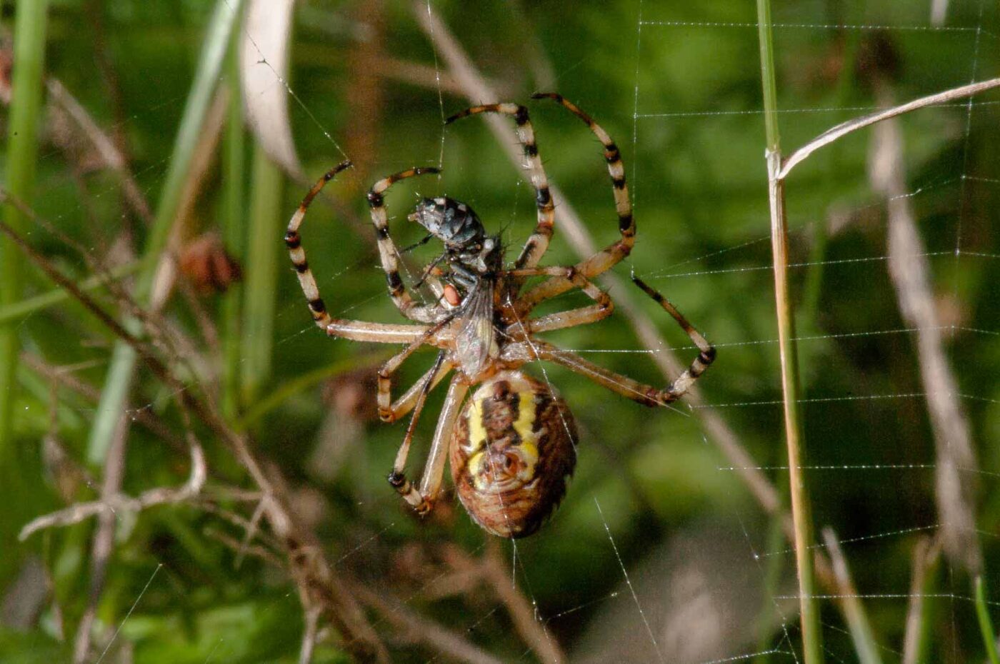 2017-08-21 - NSG Resser Wald und Emscherbruch