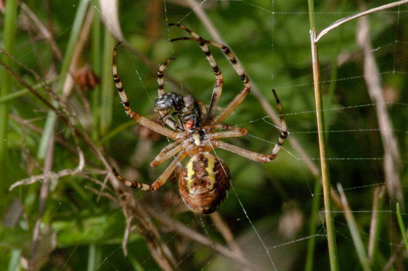 2017-08-21 - NSG Resser Wald und Emscherbruch