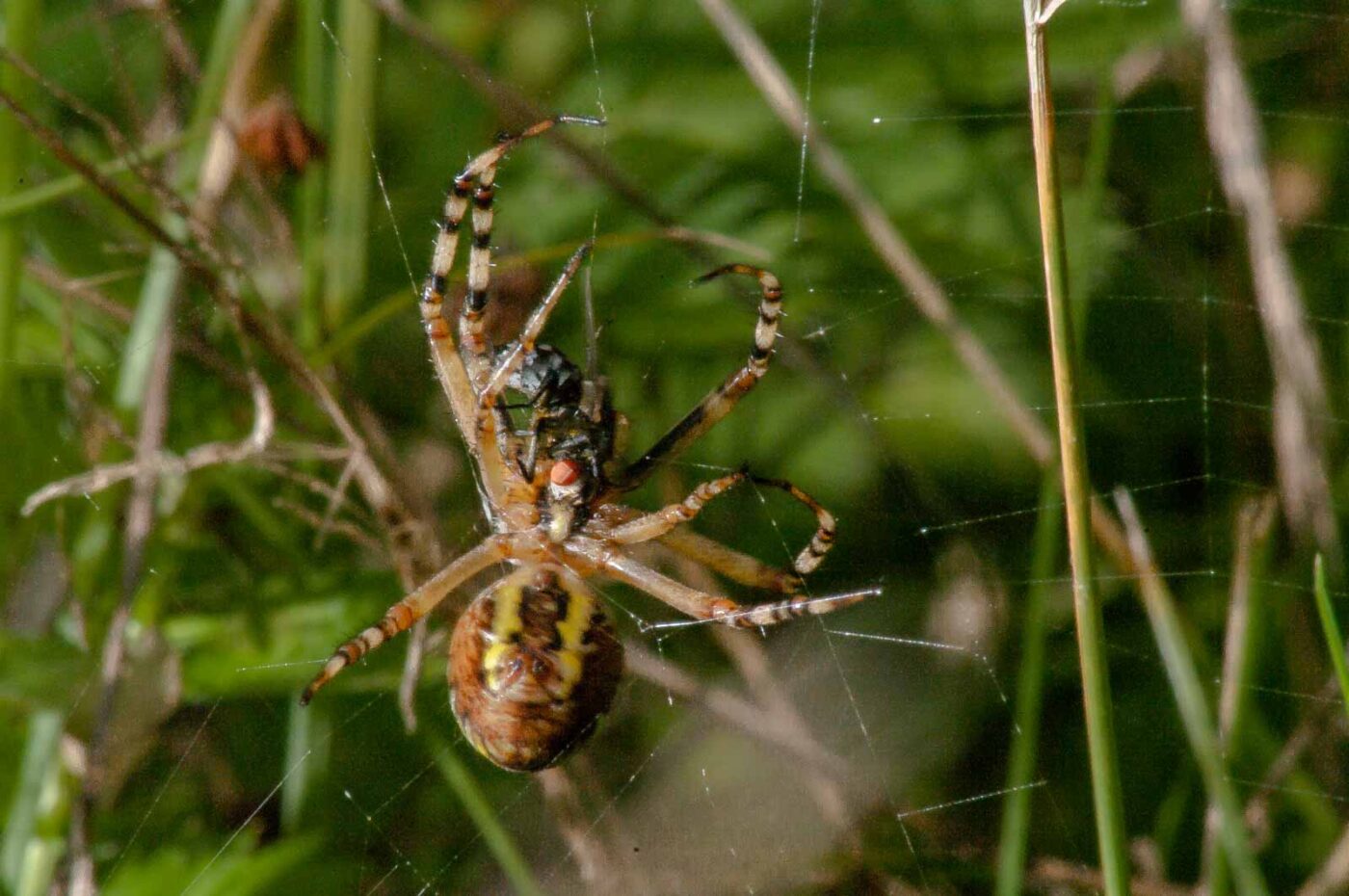 2017-08-21 - NSG Resser Wald und Emscherbruch