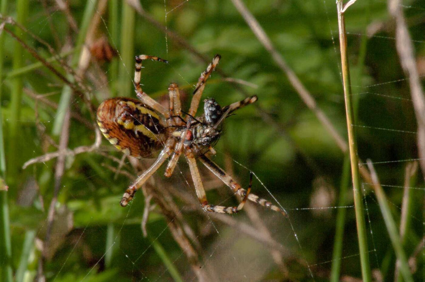 2017-08-21 - NSG Resser Wald und Emscherbruch