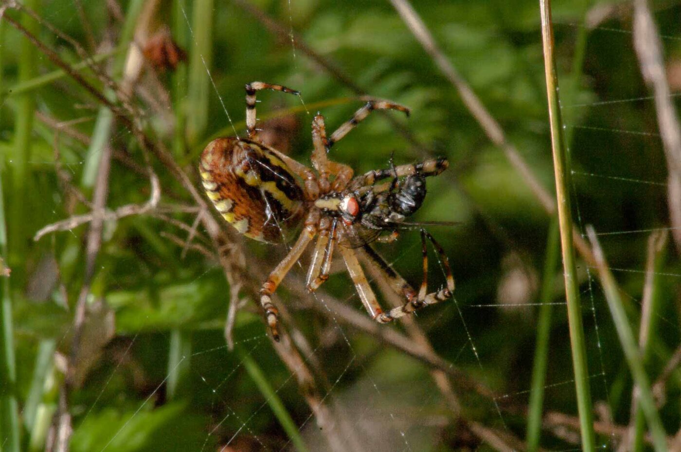 2017-08-21 - NSG Resser Wald und Emscherbruch