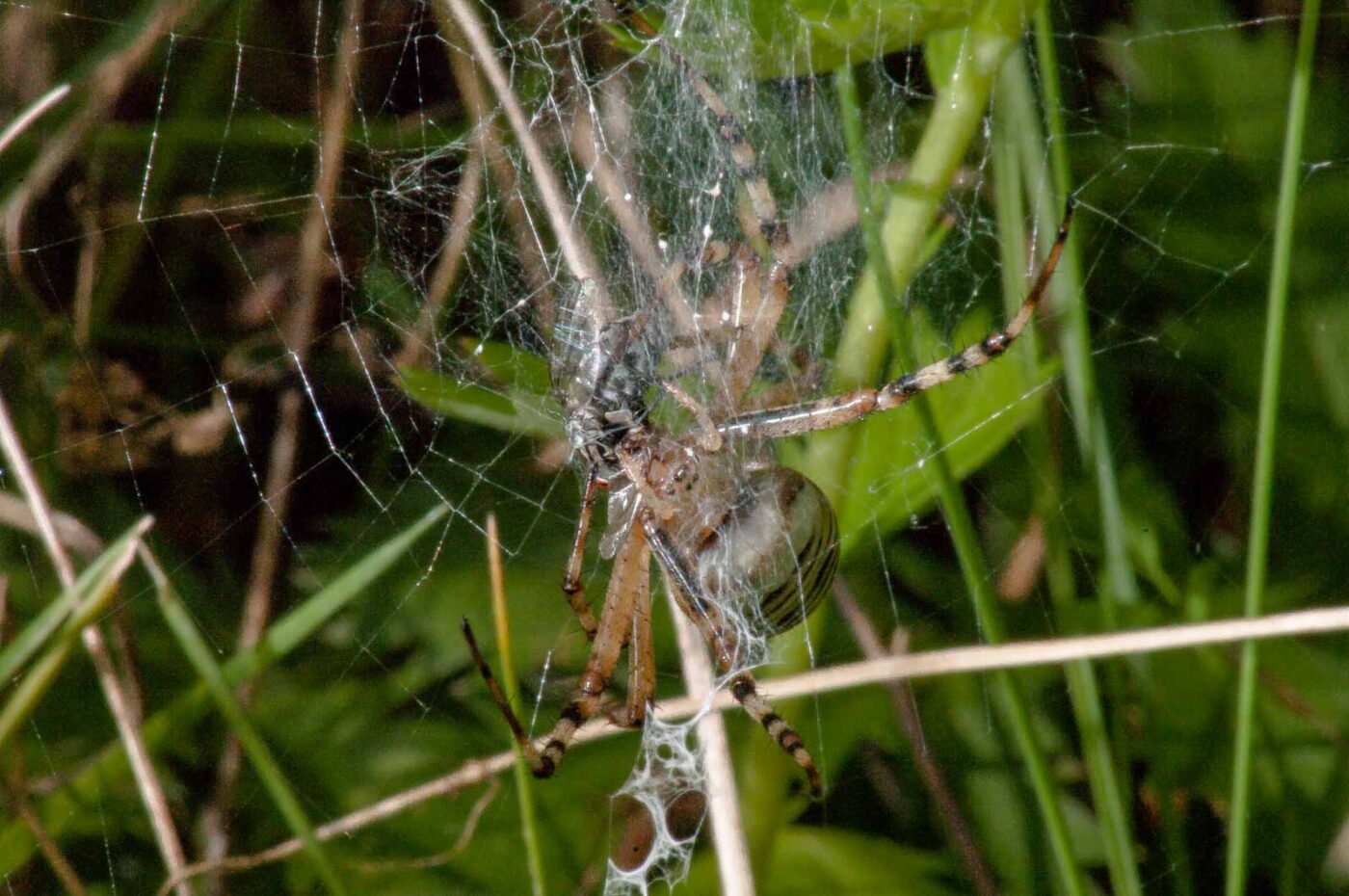 2017-08-21 - NSG Resser Wald und Emscherbruch