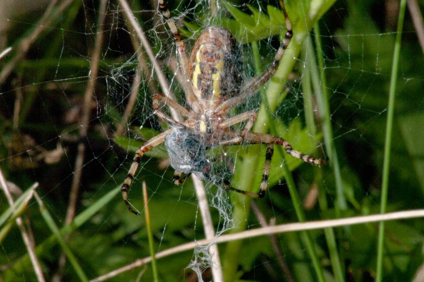 2017-08-21 - NSG Resser Wald und Emscherbruch