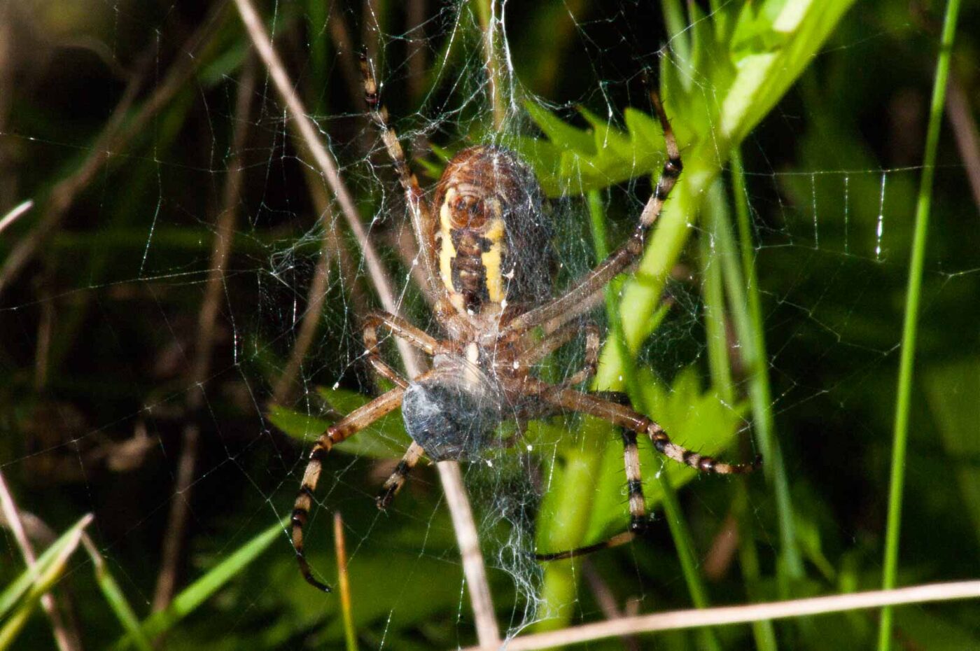 2017-08-21 - NSG Resser Wald und Emscherbruch