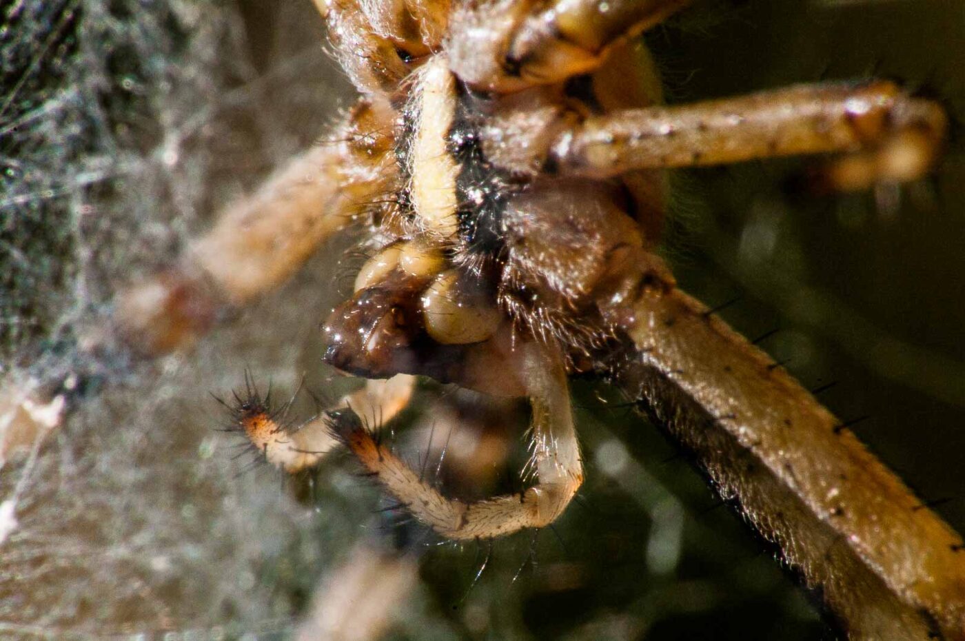 2017-08-21 - NSG Resser Wald und Emscherbruch