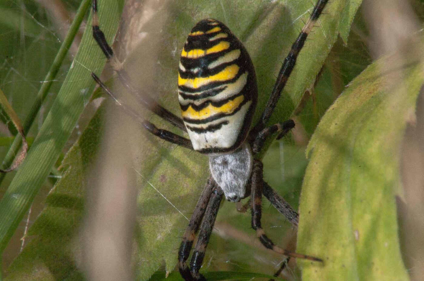 2017-08-21 - NSG Resser Wald und Emscherbruch