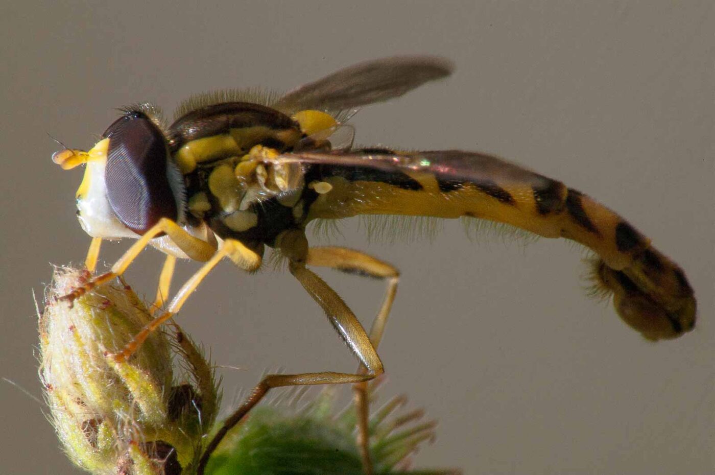 2017-08-21 - NSG Resser Wald und Emscherbruch