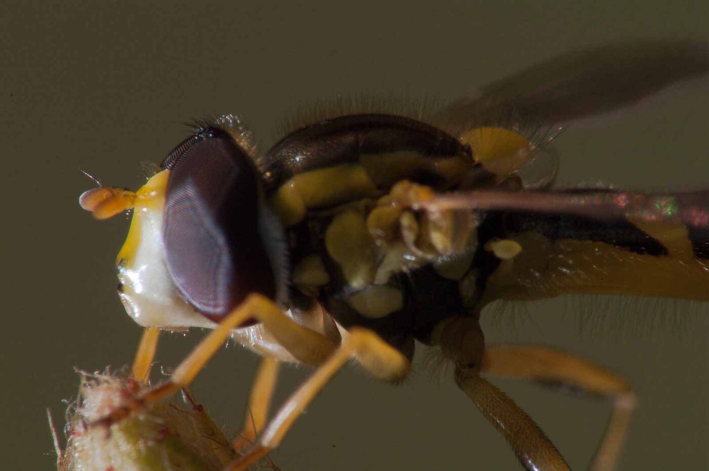 2017-08-21 - NSG Resser Wald und Emscherbruch