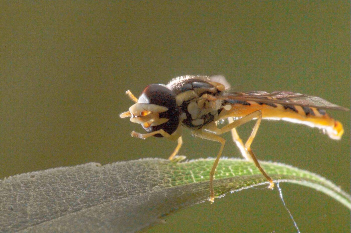 2017-08-21 - NSG Resser Wald und Emscherbruch