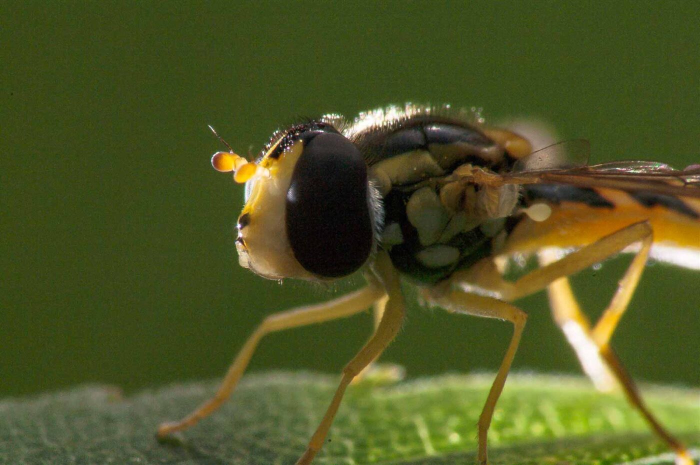 2017-08-21 - NSG Resser Wald und Emscherbruch