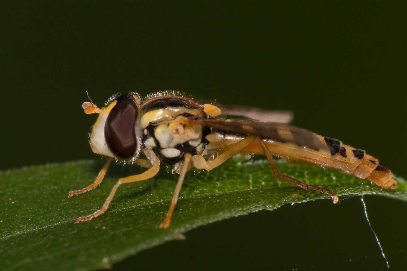 2017-08-21 - NSG Resser Wald und Emscherbruch