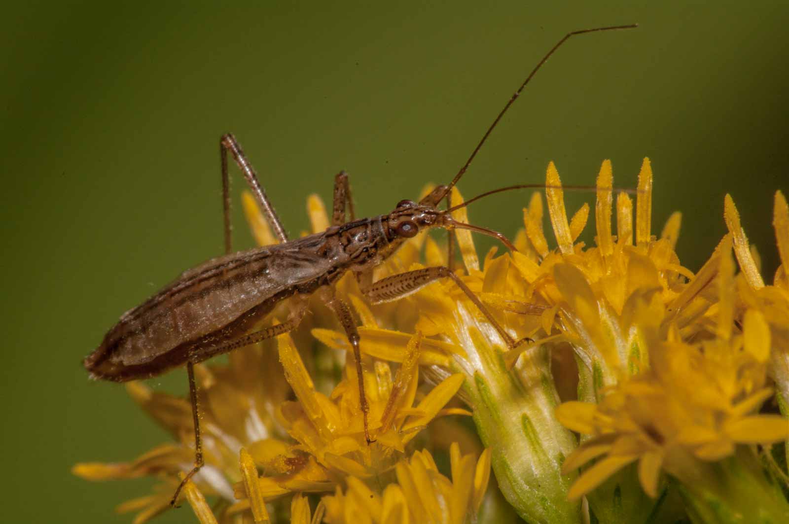 °sumpfsichelwanze°