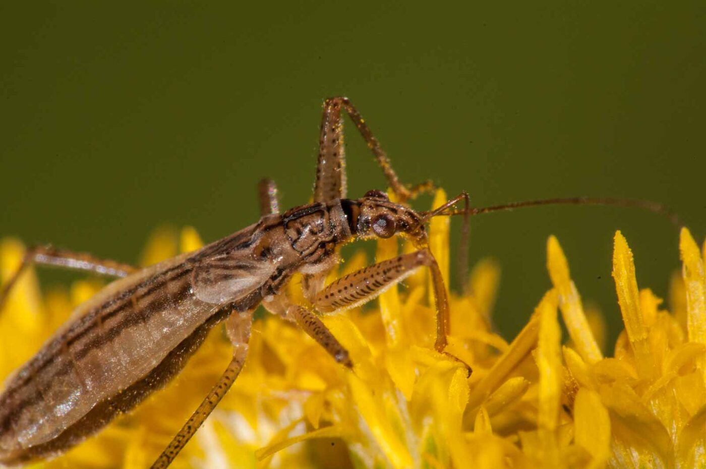 2017-08-21 - NSG Resser Wald und Emscherbruch