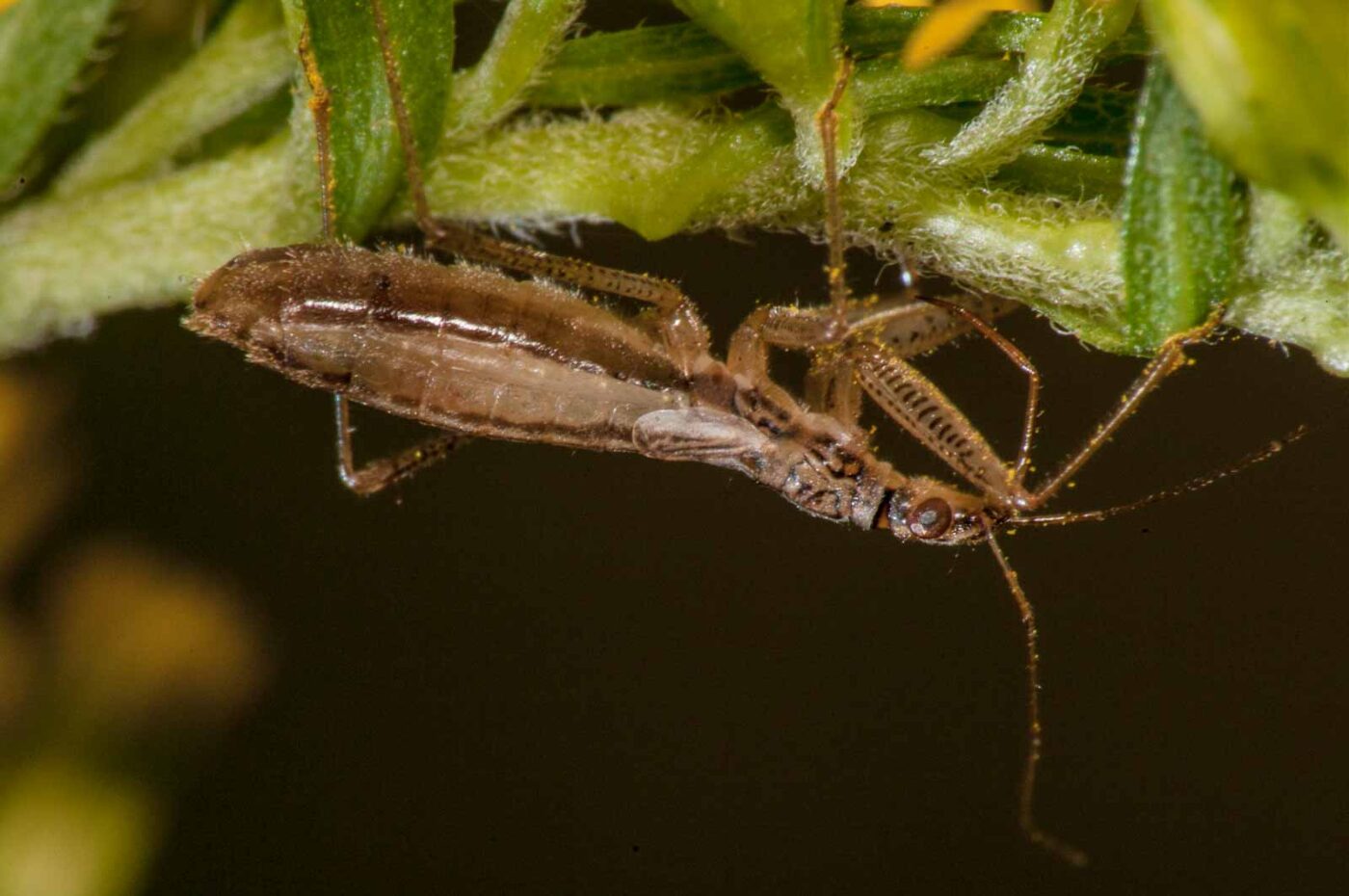 2017-08-21 - NSG Resser Wald und Emscherbruch