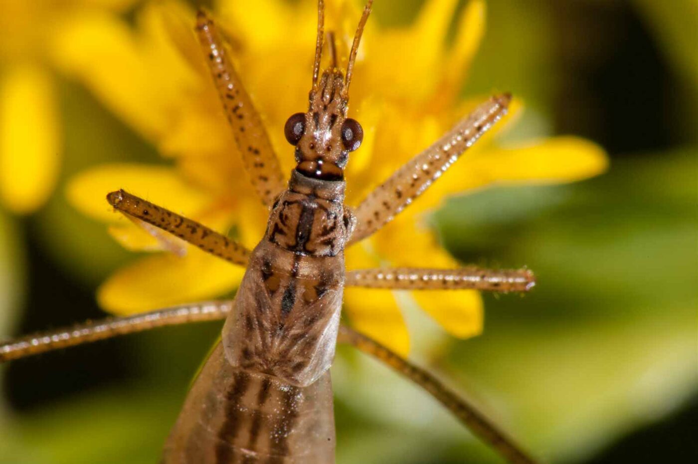 2017-08-21 - NSG Resser Wald und Emscherbruch