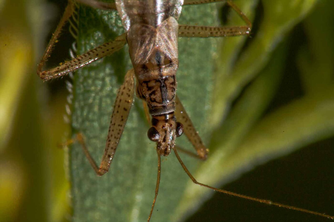 2017-08-21 - NSG Resser Wald und Emscherbruch