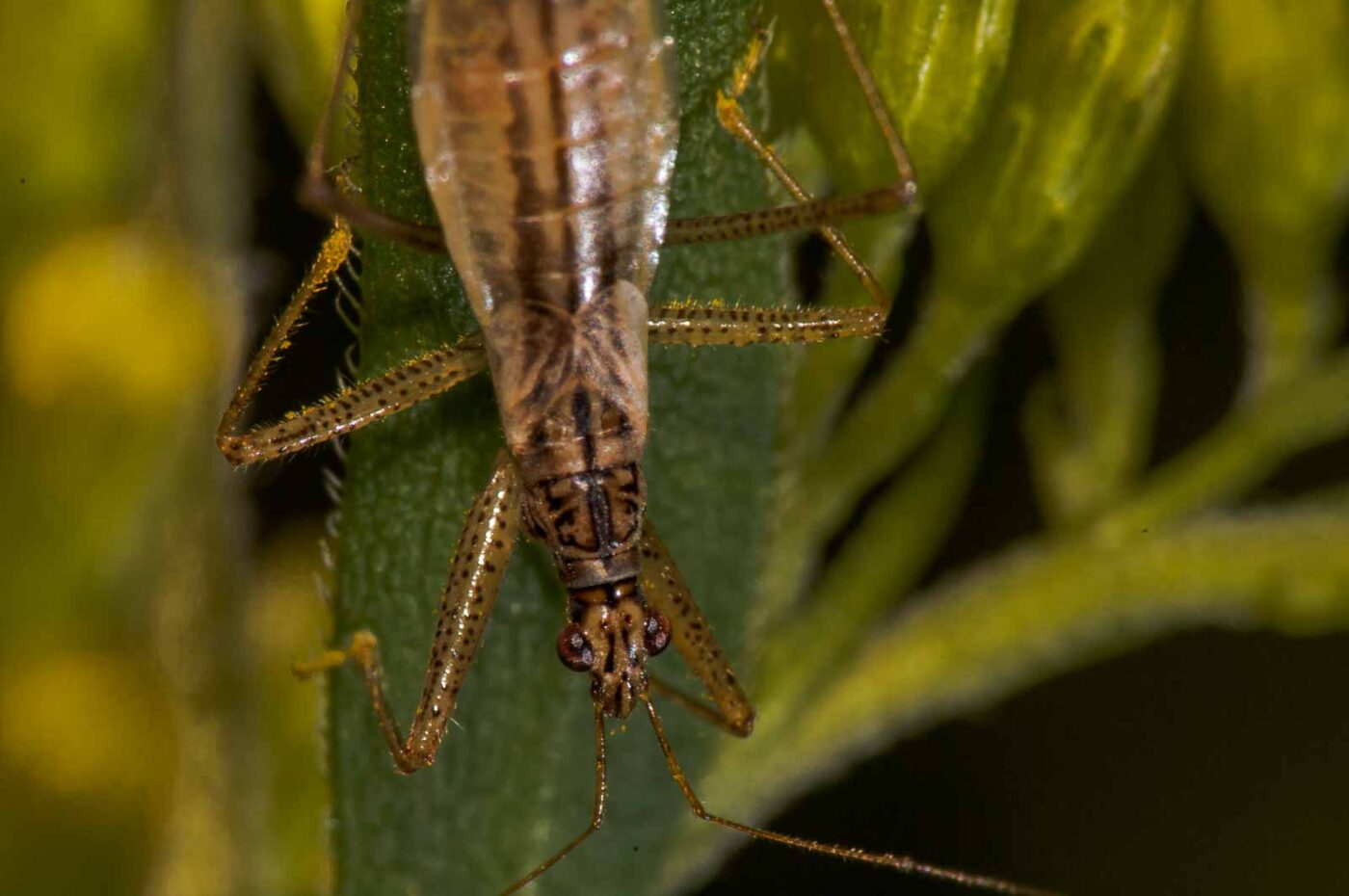 2017-08-21 - NSG Resser Wald und Emscherbruch