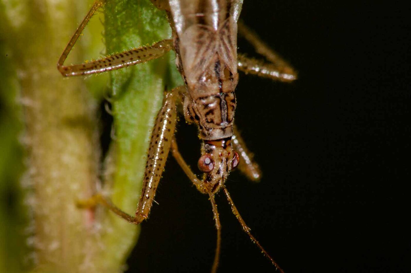 2017-08-21 - NSG Resser Wald und Emscherbruch