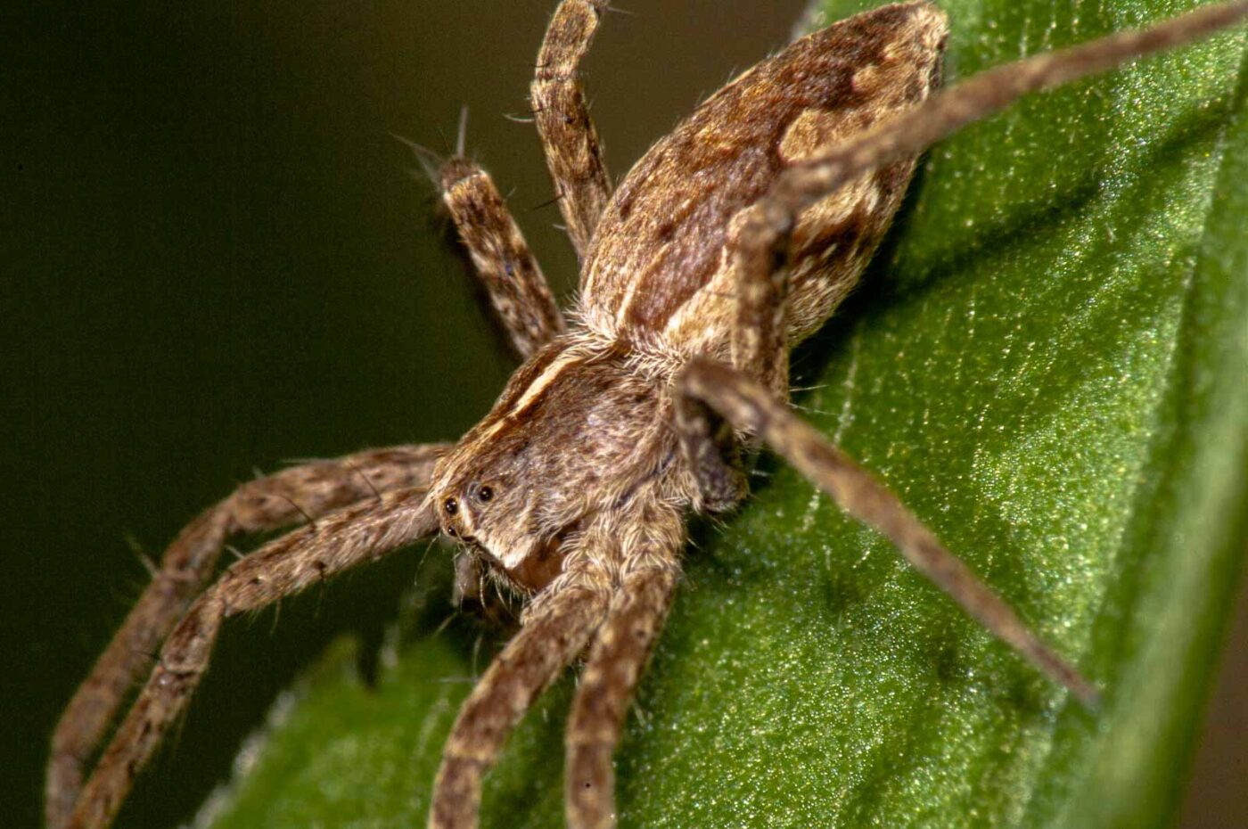 2017-08-21 - NSG Resser Wald und Emscherbruch