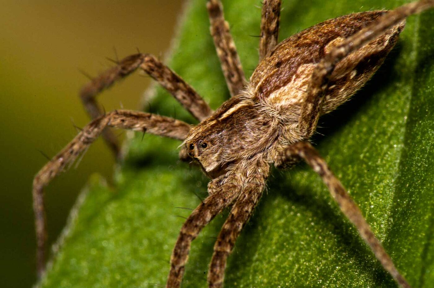 2017-08-21 - NSG Resser Wald und Emscherbruch