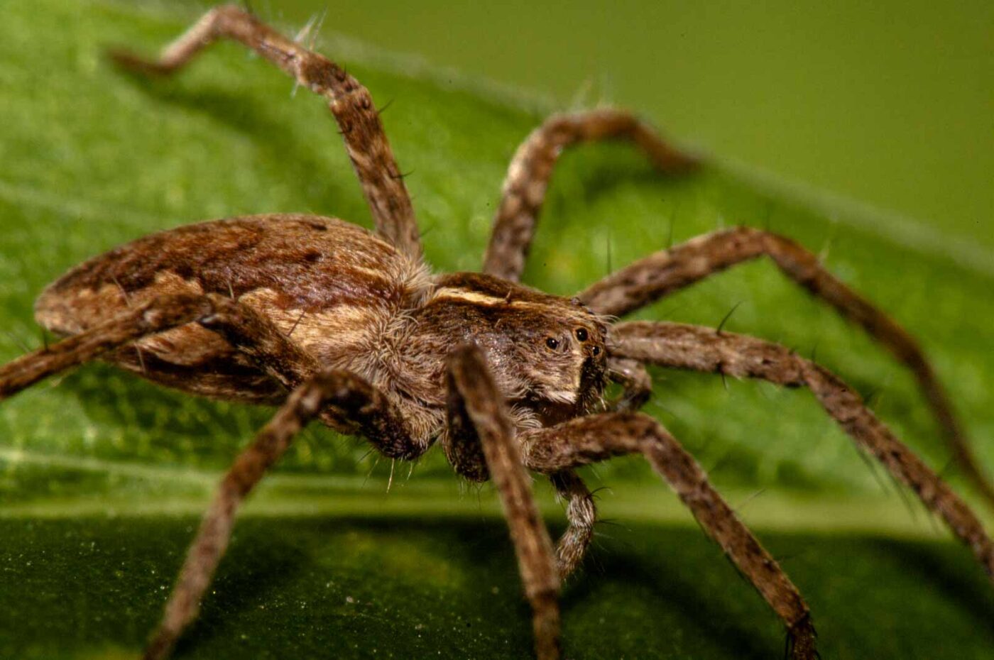 2017-08-21 - NSG Resser Wald und Emscherbruch