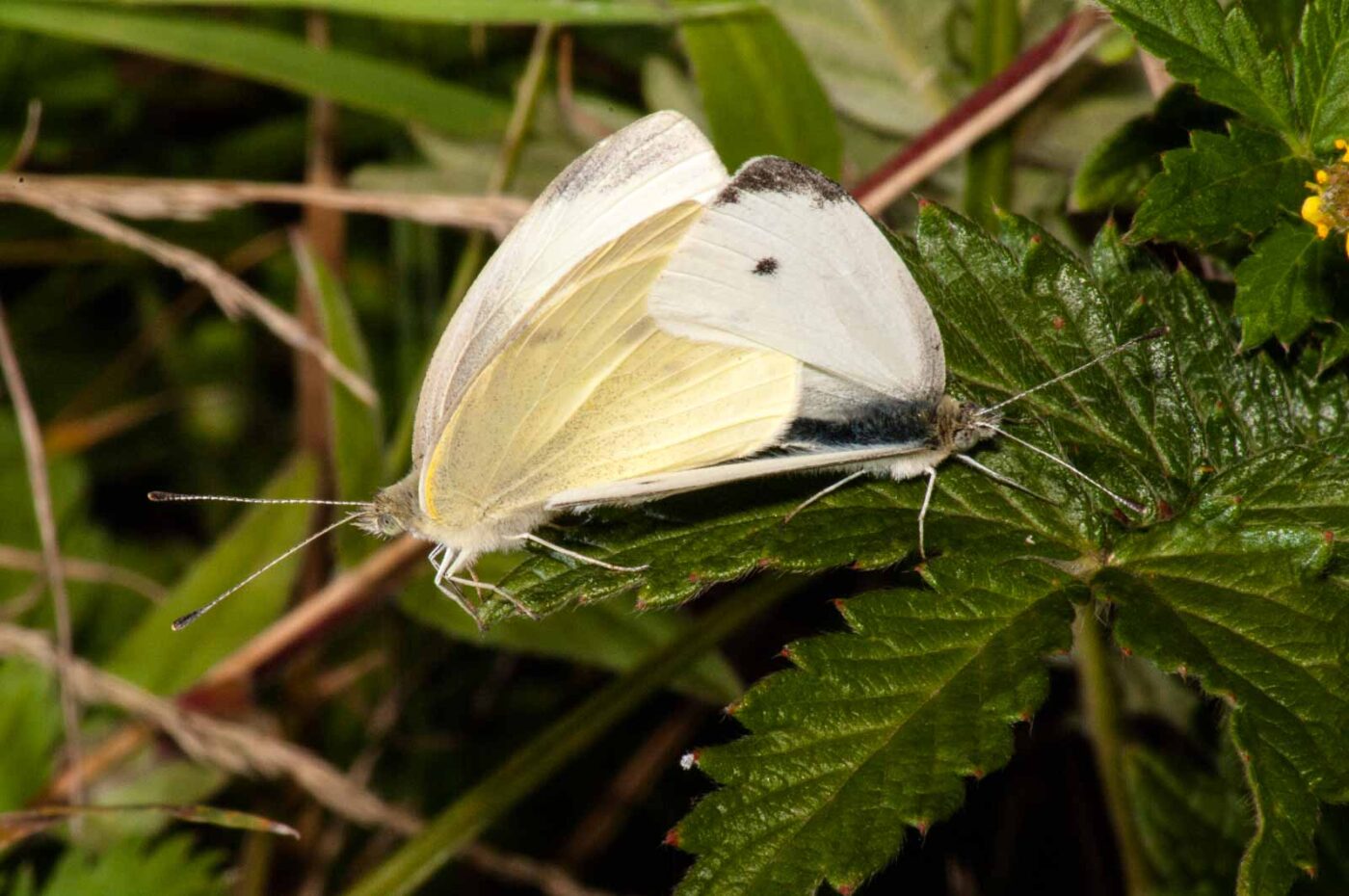 2017-08-21 - NSG Resser Wald und Emscherbruch
