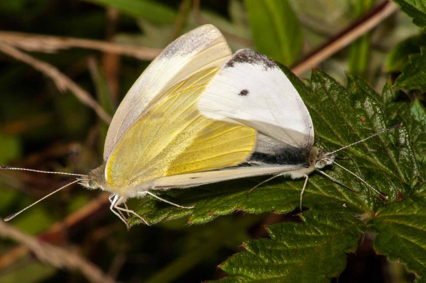 2017-08-21 - NSG Resser Wald und Emscherbruch
