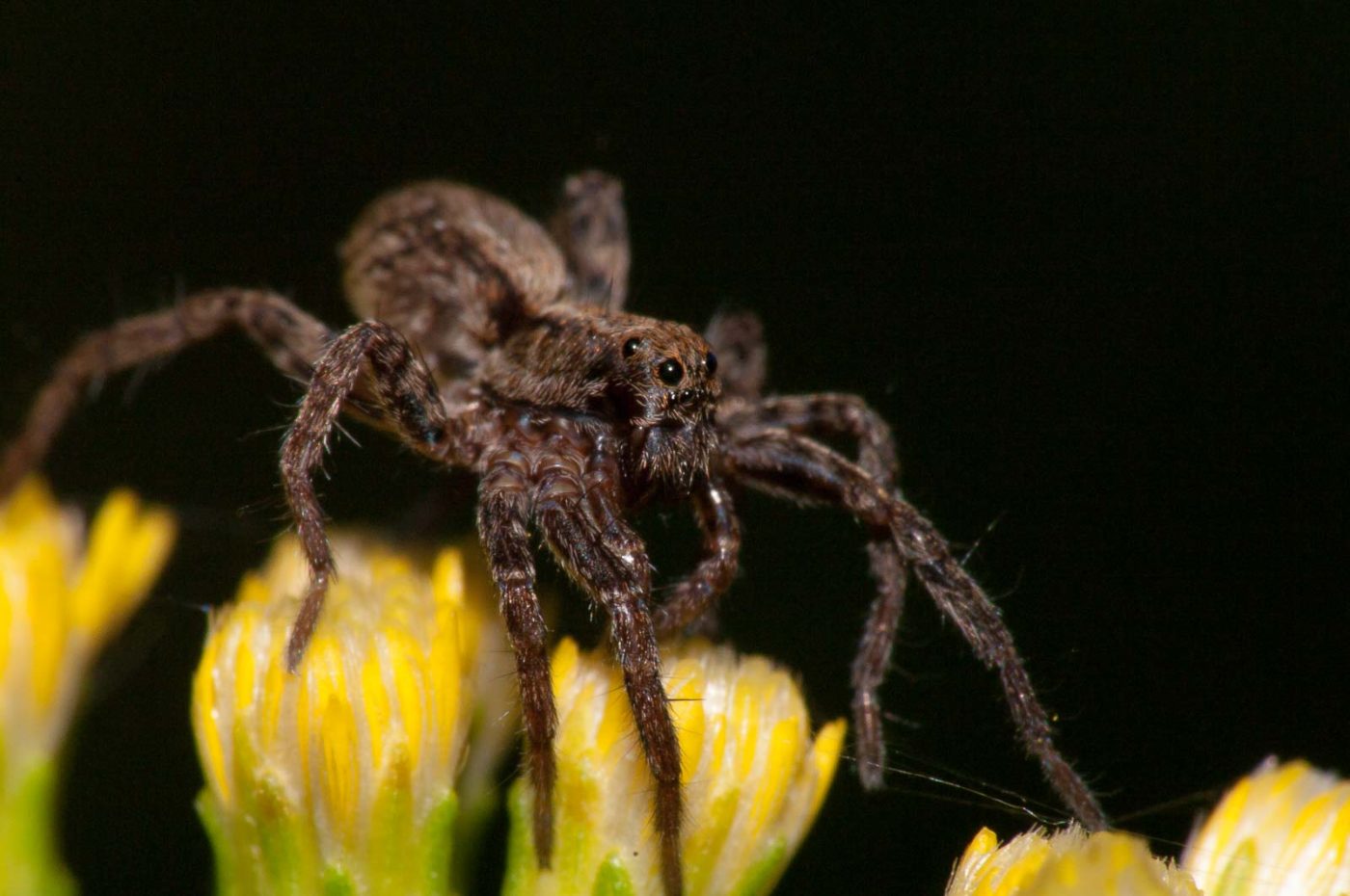 2017-08-21 - NSG Resser Wald und Emscherbruch