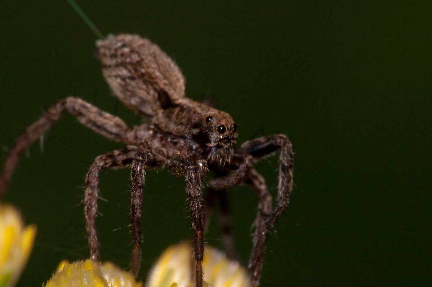 2017-08-21 - NSG Resser Wald und Emscherbruch