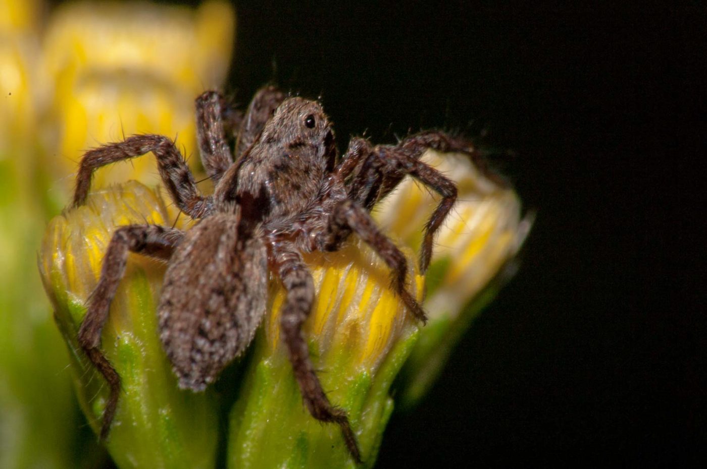 2017-08-21 - NSG Resser Wald und Emscherbruch