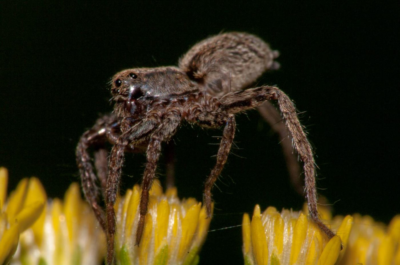 2017-08-21 - NSG Resser Wald und Emscherbruch